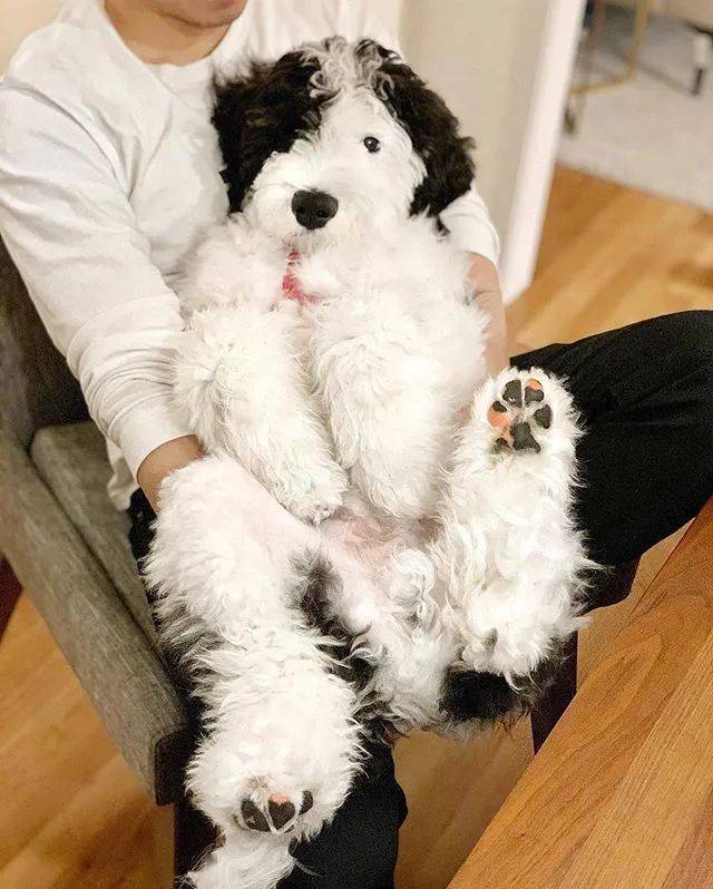 这只超可爱的巨贵宝宝火了!网友:这是奥利奥口味?