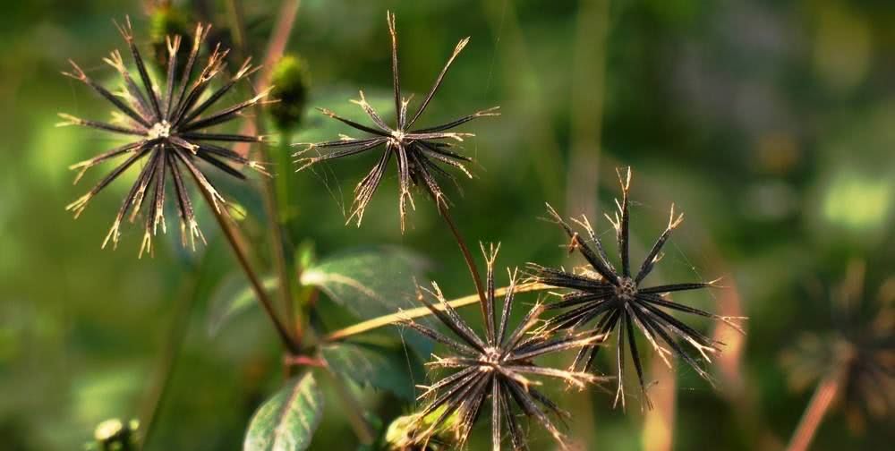 它是南方常见野草也是一种药材可以做成菜