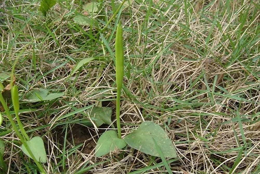 人称"独叶一枝枪",曾经无人理,如今450元一斤,泡酒炖汤好