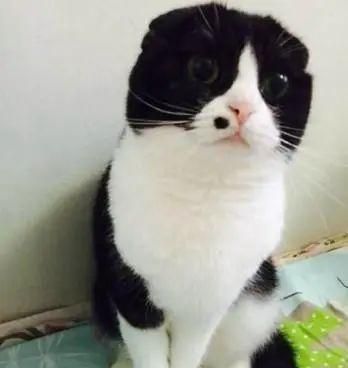 猫狗长得歪歪扭扭的样子简直不想太辣眼睛了太难看了