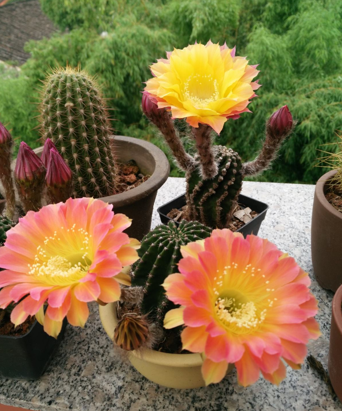 仙人球一开花,惊艳众人,一盆能开20朵!