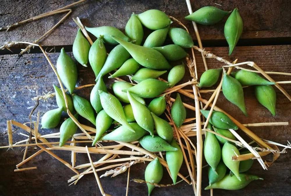 如今随着农村的发展,野生甜瓜很难看到在农村,想要找到去山上,因为