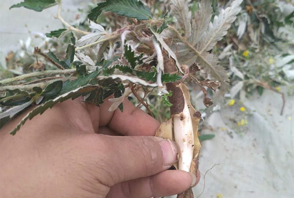 野外一种"小鸡腿",小时候挖了当零食,叶子也是上好野菜|鸡腿|白草