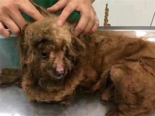 狗狗在垃圾袋里被人发现,结果拿出来后不愿进食,原因让人心酸休闲区蓝鸢梦想 - Www.slyday.coM 狗狗在垃圾袋里被人发现,结果拿出来后不愿进食,原因让人心酸休闲区蓝鸢梦想 - Www.slyday.coM