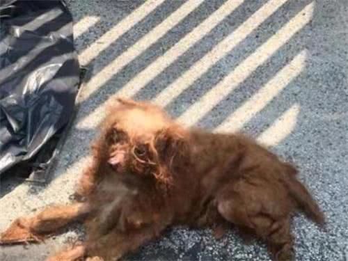 狗狗在垃圾袋里被人发现,结果拿出来后不愿进食,原因让人心酸休闲区蓝鸢梦想 - Www.slyday.coM 狗狗在垃圾袋里被人发现,结果拿出来后不愿进食,原因让人心酸休闲区蓝鸢梦想 - Www.slyday.coM