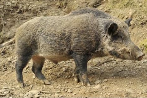 小伙出去游玩听到野猪嚎叫,循着声音走过去,却发现意外收获