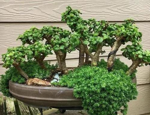 养玉树怎么成老桩记住3点小技巧叶子油绿茎干木质化