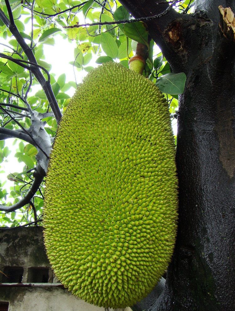 世界上最大的水果,最重的能达到120多斤,堪比一个成年人