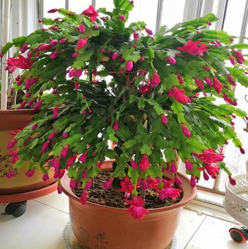 懒人花:蟹爪兰(假昙花),盆栽注意4点,开花又多又漂亮