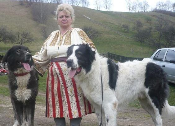 体型更大,能力更强,是欧洲大陆的骄傲|獒|比利牛斯|藏獒_新浪新闻