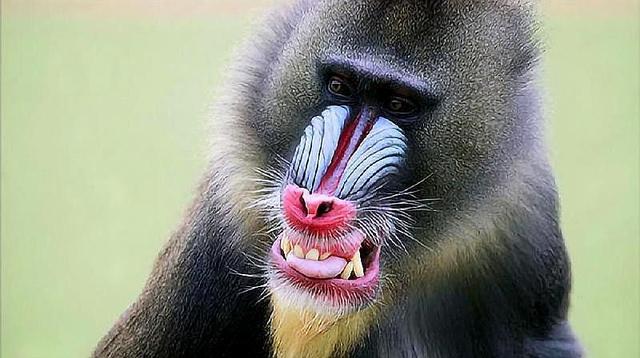 重庆动物园引进鬼脸猴名出山海经例假时间与人相同