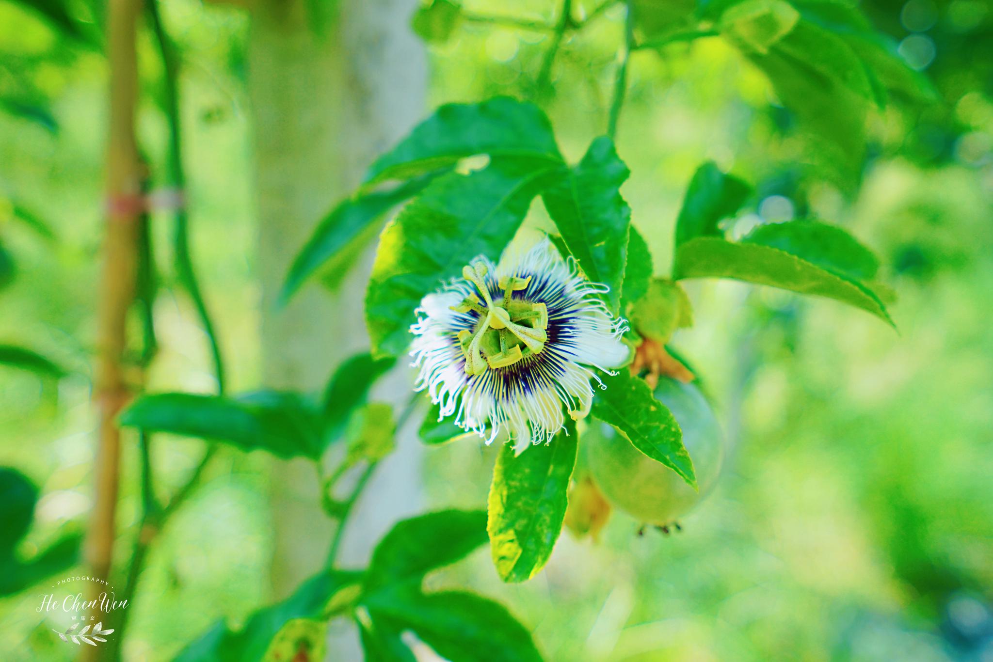 成为一道可供赏玩体验的靓丽风景线和制作"抖音