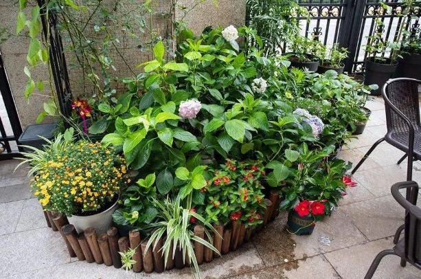 若有小院子别空着2种花种起来颜值高也好养小院更美了