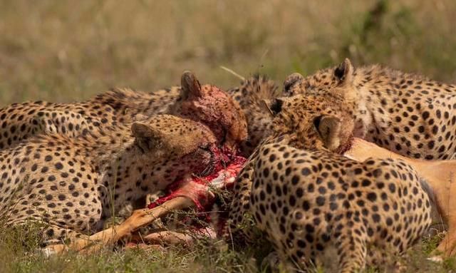 一顿暴食后脑袋均被鲜血染红,杀气倍增|野生动物|猎豹|捕猎_新浪新闻