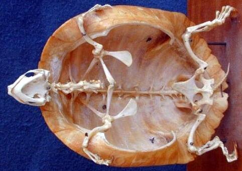 是与乌龟身体内的骨骼紧紧地连在一起的,又或者说,龟壳本来就是乌龟骨