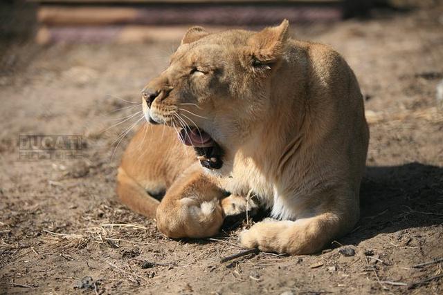 不同的动物头部被砍下可以存活多久 我们人类垫底