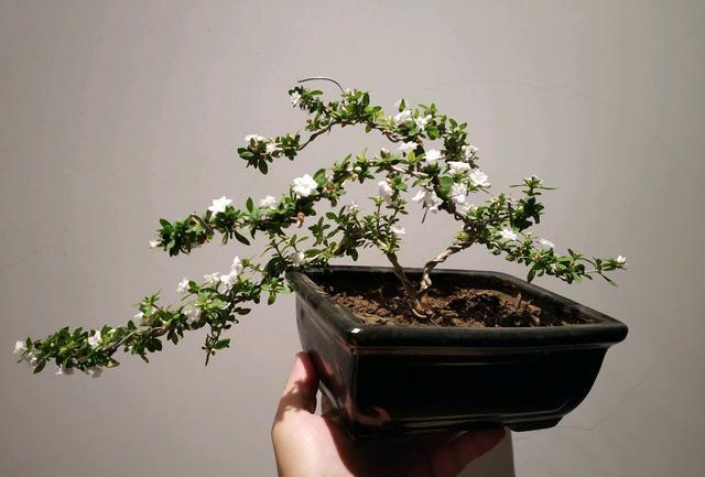 六月雪盆栽在7月高温换盆后怎么养?舍得动手剪,保湿是关键