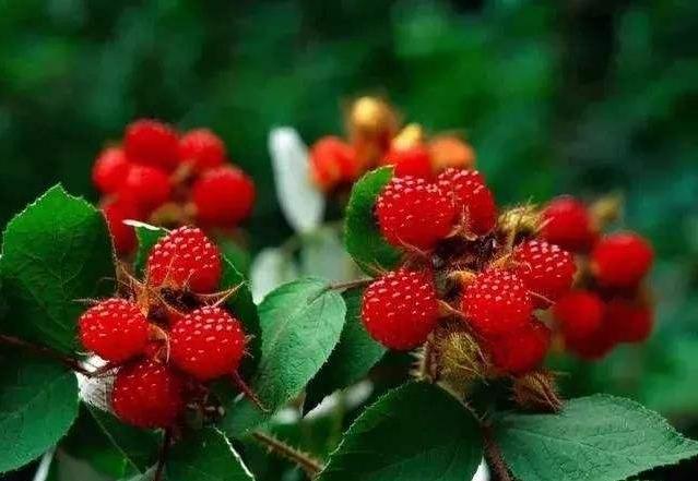 山莓又称树莓,三月萢,是蔷薇科悬钩子属植物,在国内除了偏远地区,几乎
