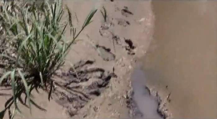 国外男子河边发现有异常爪印痕迹,竟然河里发现这种神奇生物