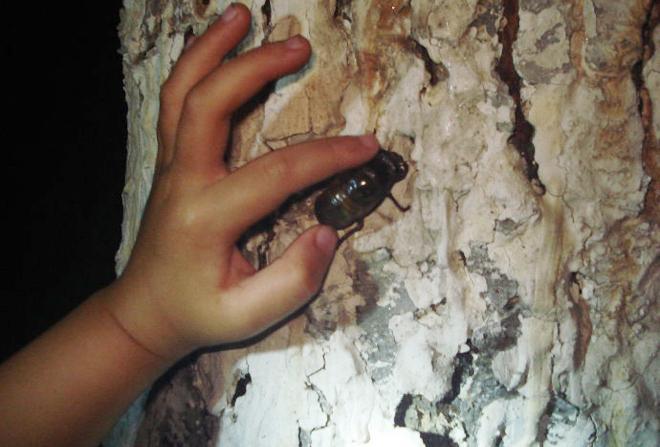 在农村,7月开始捕捉知了猴,今年却很少有人卖,啥原因?