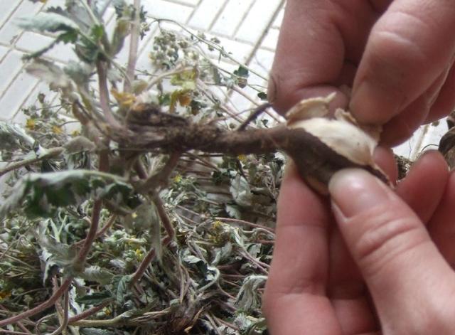 过去被农村娃当零食,吃起来美味可口,如今市场一斤要卖20元