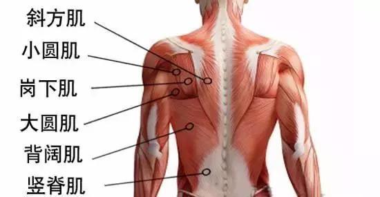 背部身体结构图片