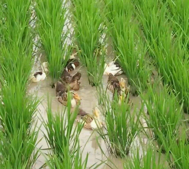 都在进步,聪明的农民伯伯,在插秧的时候,就将田里放了很多鱼苗,青蛙之