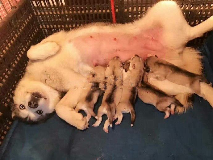 狗狗也是哺乳动物,家里养过狗狗的对于小狗喝母乳的样子并不陌生.