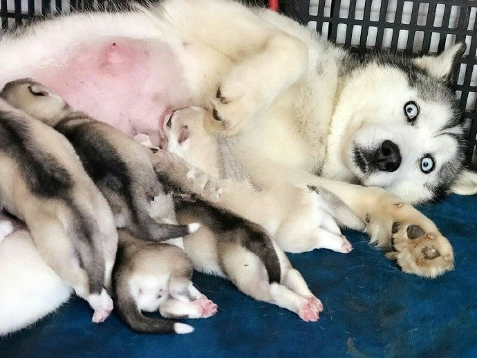 二哈妈妈给狗宝宝喂奶,露出一副生无可恋的表情,令人哈哈大笑!