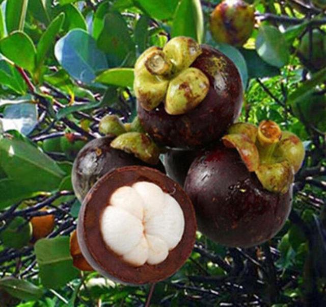 山竹大量上市教你几个挑选小窍门再也不怕买到死竹坏竹