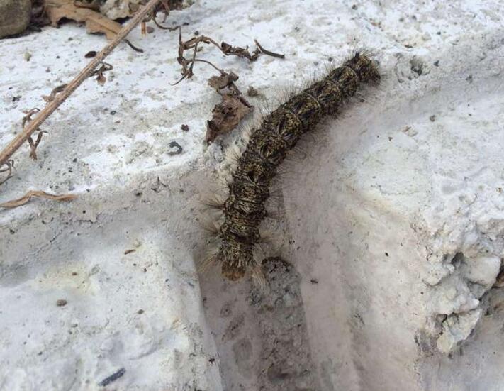 女子户外发现一条被烧死的巨型毛毛虫,得知原因后令人愤怒