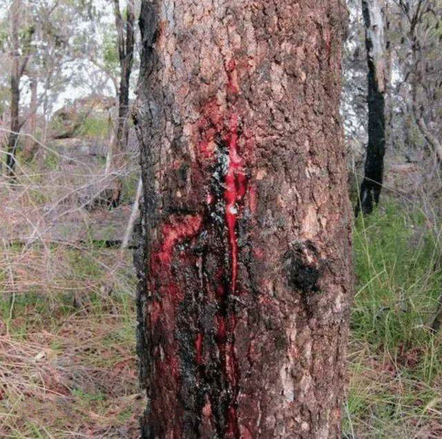 农民上山砍树,却意外砍到一棵会流血的树,吓得农民瘫倒在地!
