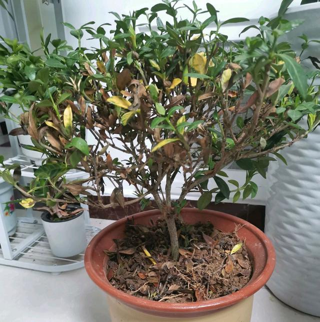 开完花的栀子花盆栽黄叶枯叶怎么办?不要过度养护,生理落叶而已