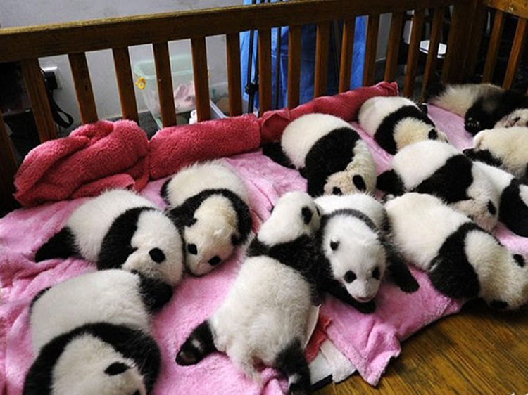 幼儿园你上过熊猫幼儿园你见到过吗?简直萌翻了