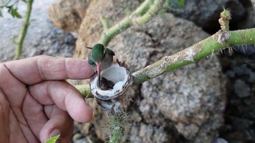 一只正在育雏的蜂鸟,刚孵化不久的蜂鸟窝里还有蛋壳. 惊了