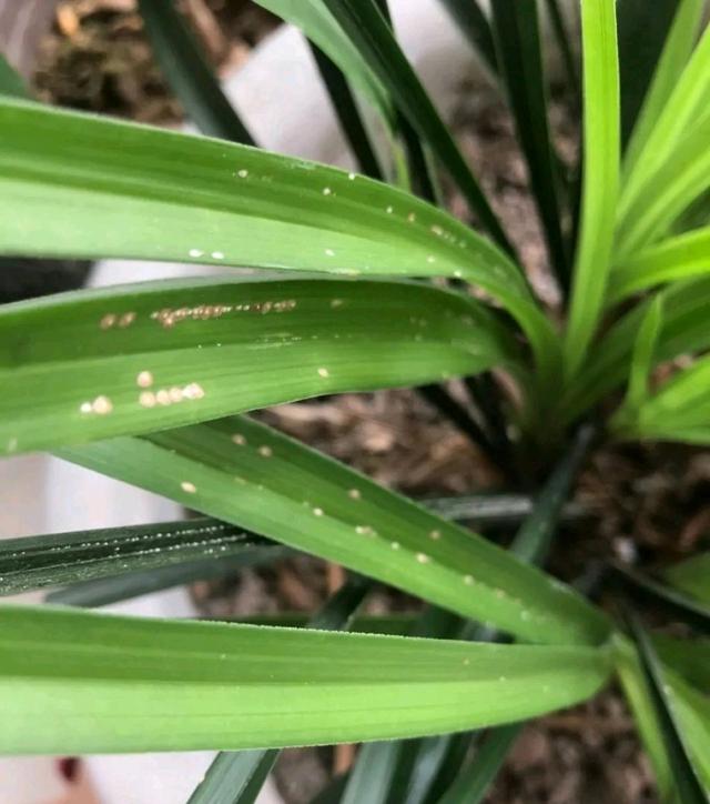 兰花在夏季总是反复爆发蚧壳虫怎么办花洒冲一冲效果比农药好