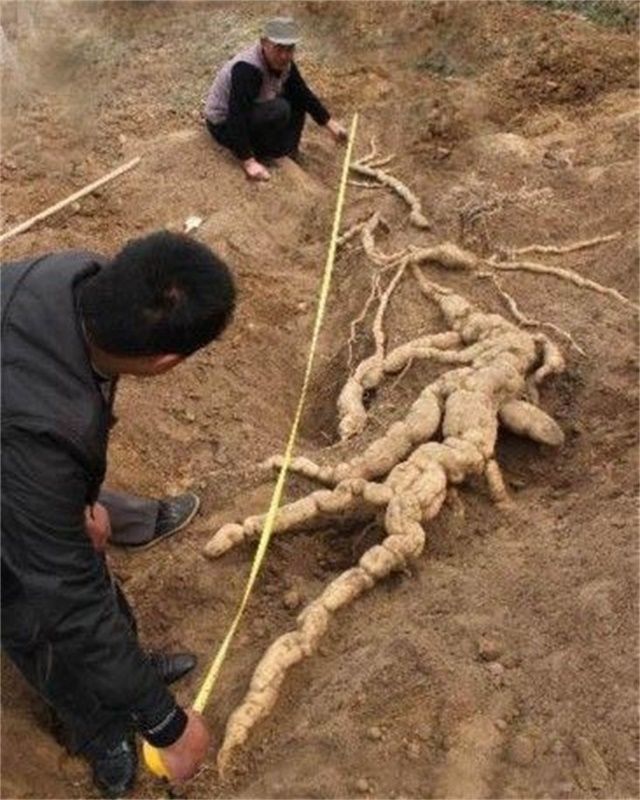 村里老人挖出"巨型人参",但三人却因怎么分钱争论不休