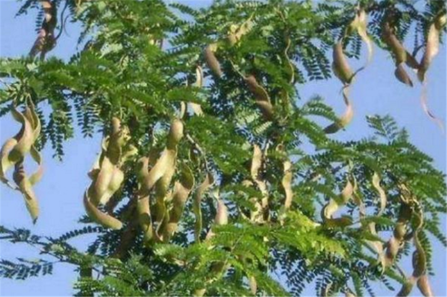 男子躺在大树下打盹,醒来看到树上的东西,顿时内心发毛|大树|皂荚树