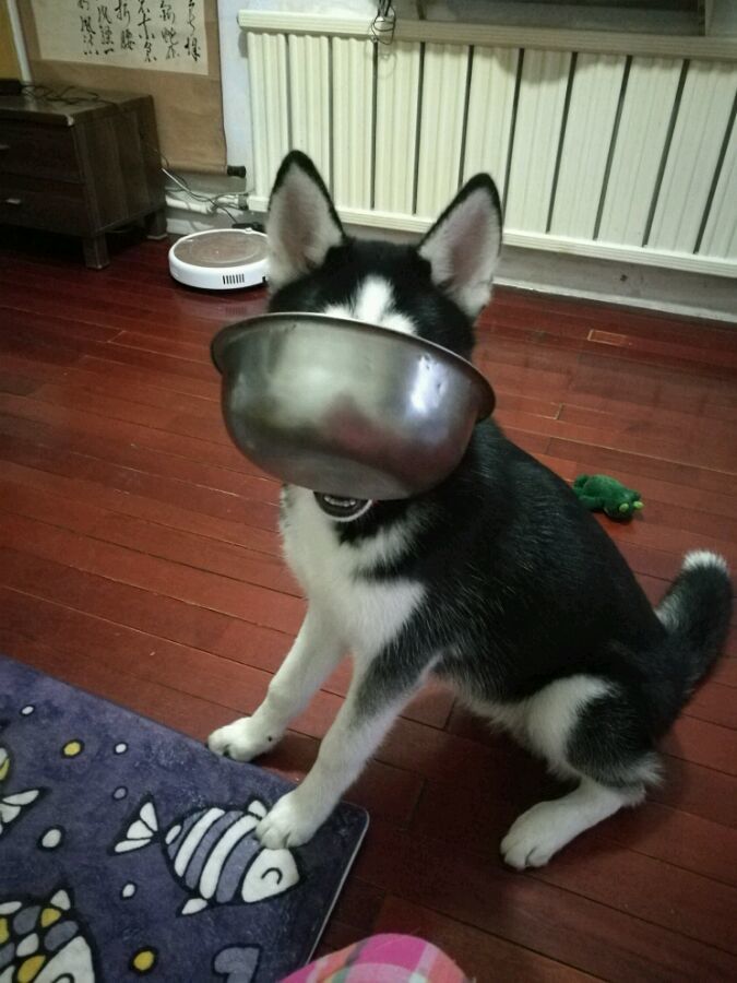 二哈叼着盆向主人要饭,而主人却在玩手机