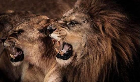 为何狮子吃人就一定得杀掉