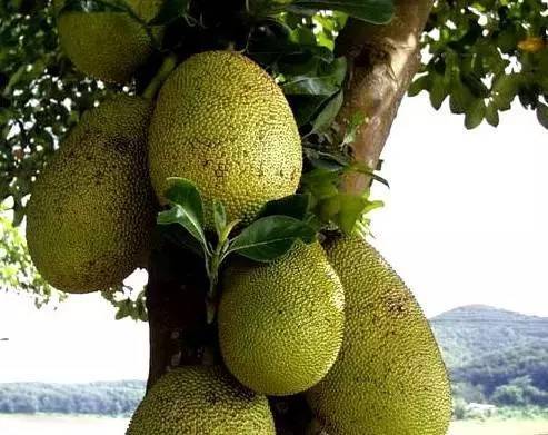 世界上最大的水果,最重的能达到120多斤,堪比一个成年人