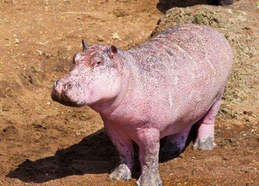 河马群出现一只猪,走近一看,居然是只粉红色河马!