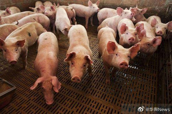 阿根廷农业专家预计中国养猪业或为阿根廷