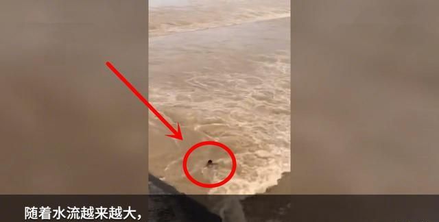 洪水多发，请注意安全！有人为了几条鱼，去河岸捞鱼被卷入水中