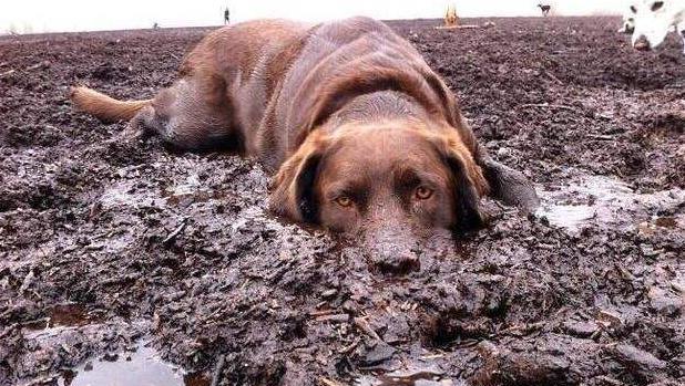 最爱"脏"泥巴的4种狗,网友:这样的狗我不想要了