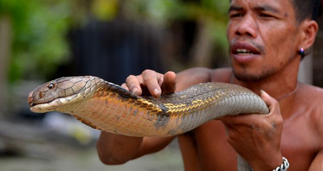 男子赤手抓毒蛇,随后他做的事更是让人胆战心惊!