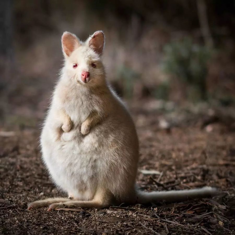 18种稀有奇葩动物