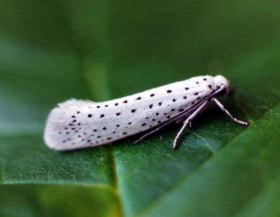 国外小区一夜之间开满樱花,居民走近看了以后掉头就走|樱花|小区|居民