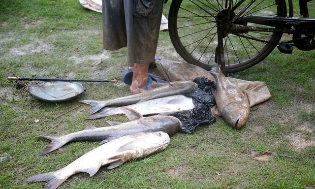生命还抵不过几条黄河鱼?小浪底排沙泄洪,却成捞鱼人的狂欢!
