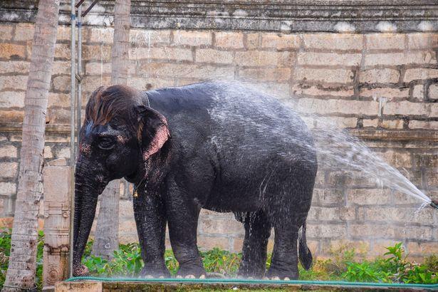 印度大象天生一头飘逸红发,宛如猛犸象转世,每天有专人为其保养